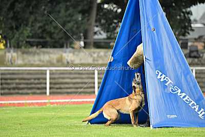 Stylish Motion`s Apple